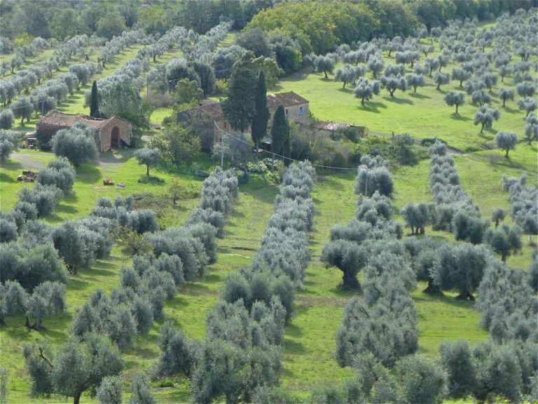Über unsere Maremma