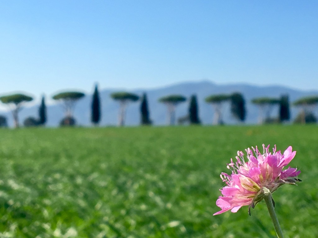 Fotos aus der Maremma - Toskana